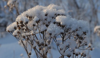 Зима, снег, красота