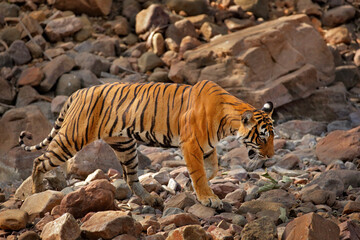 Indian tiger, wild animal in the nature habitat, Ranthambore NP, India. Big cat, endangered animal. End of dry season, beginning monsoon.