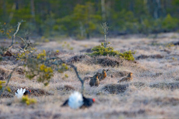 Black grouse on the pine tree. Nice bird Grouse, Tetrao tetrix, in marshland, Norway. Spring mating season in the nature. Wildlife scene from north Europe. Black bird with red crest, white tail.
