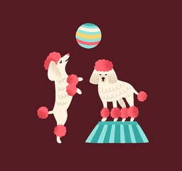 Pair of trained poodles standing and dance on hind legs with ball. Circus performance with cute dogs. Funny cirque animals. Flat vector textured cartoon isolated illustration