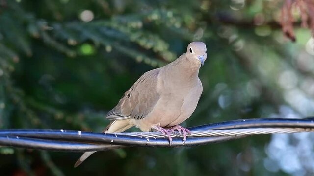 Mourning Dove on the Wire