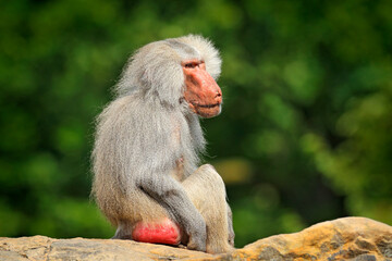 Hamadryas baboon, Papio hamadryas, from Etiopia in Africa. Wild mammal in the nature habitat. Monkey feeding fruits in the green vegetation. Wildlife nature in central Africa.