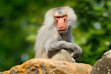 Obraz premium Hamadryas baboon, Papio hamadryas, from Etiopia in Africa. Wild mammal in the nature habitat. Monkey feeding fruits in the green vegetation. Wildlife nature in central Africa.
