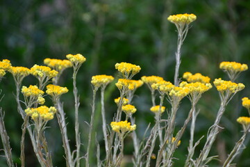 Helichrysum arenarium sandy immortelle