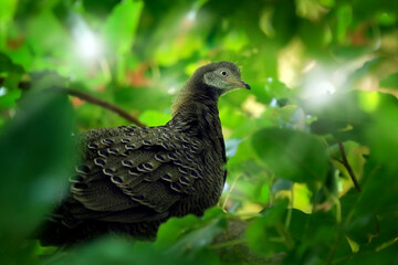 Grey peacock-pheasant, Polyplectron bicalcaratum, close-up detail of plumage, grey and blue pink feathers, bird in forest tree leaves habitat. Animal from Asia and national bird of Burma.