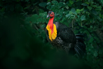 Australian brush turkey or Australian gweela, Alectura lathami, in the nature forest habitat. Black...
