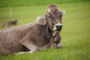 A brown alpine cow resting in a green pasture in Dolomites area