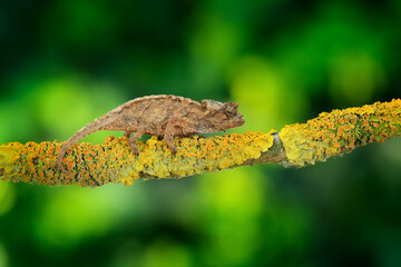 sitting on the branch in forest habitat. Exotic beautiful endemic green reptile with long tail from Madagascar. Wildlife scene from nature.