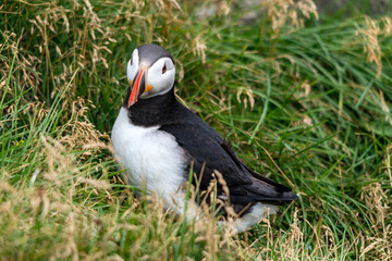 The Atlantic puffin, also known as the common puffin