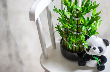 Plush toy panda, green bamboo plant in a pot on a white chair. Small plants in a vase to decorate...