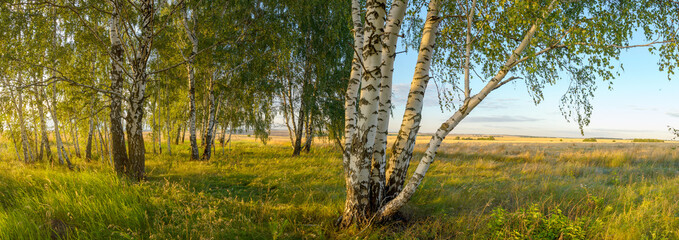 Sunny summer scene with birch trees during sunset