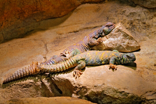 Uromastyx ornata, ornate mastigure sitting on the stone in the nature habit. Reptile in the rock mountain habitat, from Southern Israel. Pair of lizard in the rock.