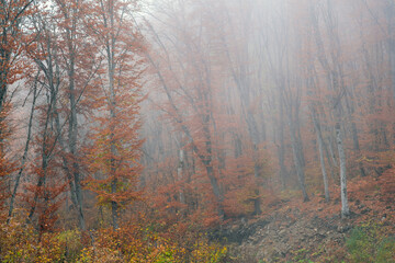 Obraz premium Foggy bare autumn forest landscape