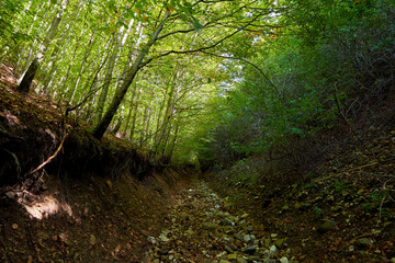Beech forest and hiking trail