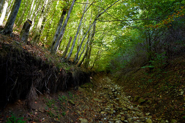 Beech forest and hiking trail