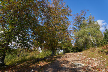 Beech forest and hiking trail