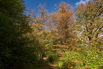 Beech forest and hiking trail