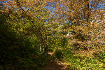 Beech forest and hiking trail