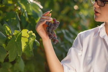 Beautiful woman sommelier checks grapes before harvest