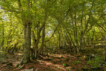 Beech forest and hiking trail