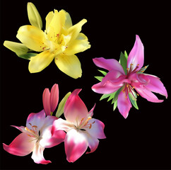 three colors lilies blooms on white