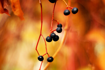 Dark blue berries of wild grapes on bright zheto orange autumn background