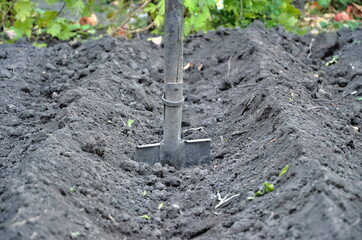 Garden shovel in the beds. Metal garden tools. Shovel in the ground.