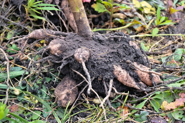 Large and thick root of an ornamental dahlia. Garden plants transplant. 
