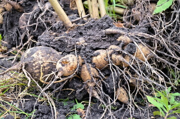 Thick roots of dahlia flowers in the ground. Tubers of beautiful flowers.