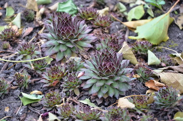 The Sempervivum tectorum flower is dark in color. A beautiful variety of succulents.