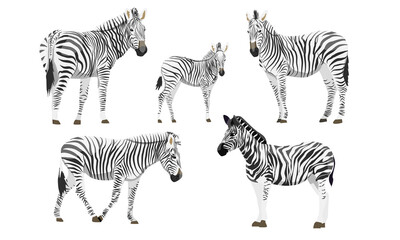 Set of males, females and foals of the African zebra. Animals of Africa. Plains zebra Equus quagga or common zebra. Vector background