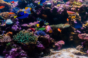Plakat サンゴ礁と魚