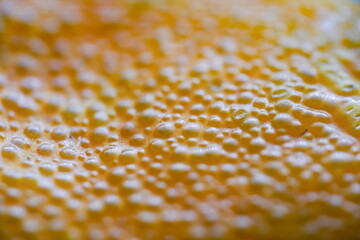 Mandarine  - Schale close-up