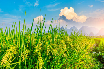 Ripe rice field and mountain natural scenery in Guilin,China.