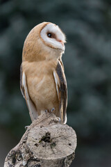 All the charming of Barn owl (Tyto alba)