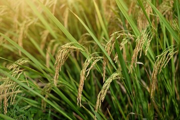 Close up yellow rice seed ripe and green leaves, ready-to-harvest ears of rice with sunlight effect at northern of Thailand.