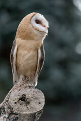 Beautiful portrait of Barn owl (Tyto alba)