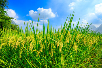 Ripe rice field and mountain natural scenery in Guilin,China.