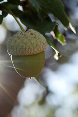 Fresh and young acorn on the tree