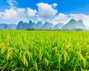 Fototapete Guilin Ripe rice field and mountain natural scenery in Guilin,China.