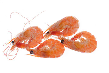shrimp
