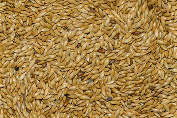 Canary grass (Phalaris canariensis) seeds in detail