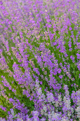 Naklejka premium Lavender background. Lavender is a raw material for perfumery, medicine, cooking. Vertical image. Copy space.