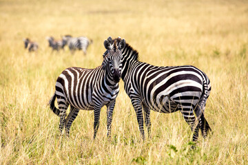 Fototapeta na wymiar Safari concept. Zebra couple in Africa savannah. Masai Mara National park, Kenya. Wildlife of Africa.