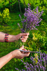 Female hands with lavender bouquet and scissors on a sunny summer morning in Ukraine. Vertical image.