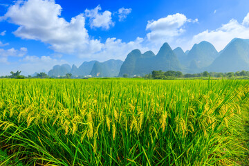 Ripe rice field and mountain natural scenery in Guilin,China.