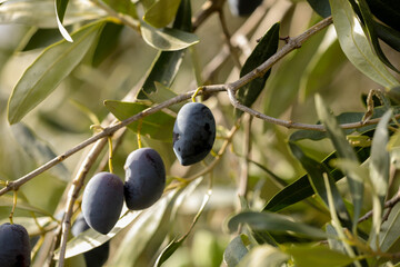 olive olives leaf tree food background