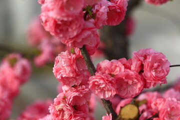Blooming cherry blossoms, very beautiful