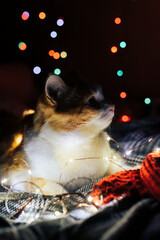 Cute red and white cat with Christmas lights