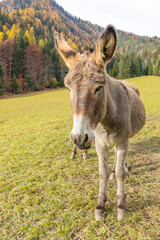 Naklejka na ściany i meble Donkey in the mountains on a grass field with behind a wood with autumn colors